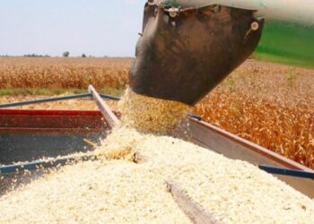 Rubén Rocha Moya anuncia estrategia para la venta total del maíz en Sinaloa