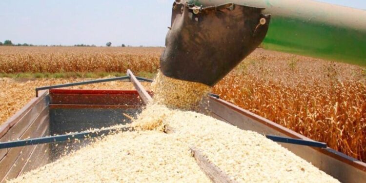 Rubén Rocha Moya anuncia estrategia para la venta total del maíz en Sinaloa