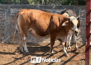 Mazatlán deja de producir 10 mil litros de leche diarios con pérdidas de hasta 120 mil pesos al día