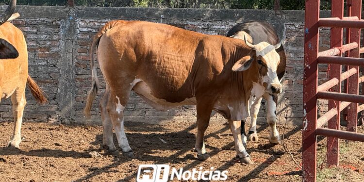 Mazatlán deja de producir 10 mil litros de leche diarios con pérdidas de hasta 120 mil pesos al día