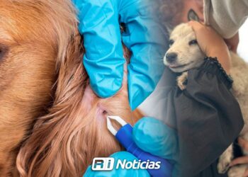 Responsabilidad en mascotas, es la clave para frenar rickettsia y sobrepoblación en Sinaloa: Secretaría de Salud