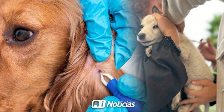 Responsabilidad en mascotas, es la clave para frenar rickettsia y sobrepoblación en Sinaloa: Secretaría de Salud