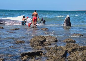 Encalla ballena en playas de Mármol, al norte de Mazatlán