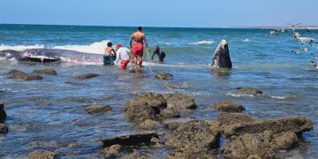 Encalla ballena en playas de Mármol, al norte de Mazatlán