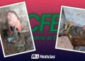 Denuncia ciudadana: Empleado de CFE exige a usuaria excavar para reparar falla subterránea