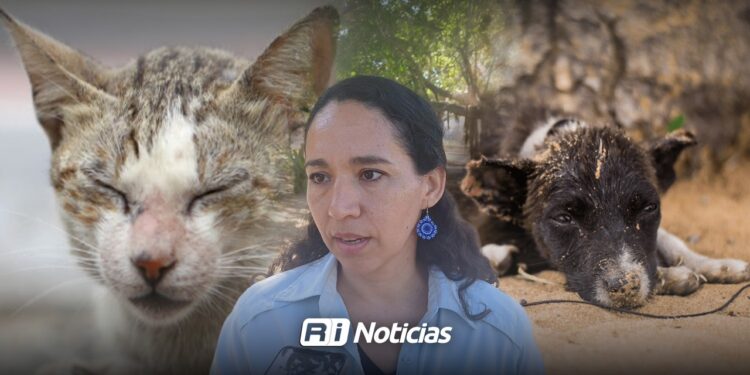 Recibe Ecología Mazatlán cerca de 30 denuncias semanales por maltrato animal