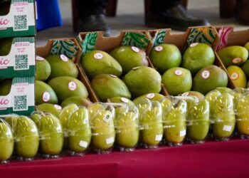 Baja producción de mago pone en riesgo 20 mil empleos temporales en el sur de Sinaloa