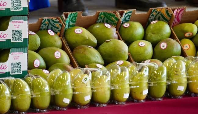 Baja producción de mago pone en riesgo 20 mil empleos temporales en el sur de Sinaloa