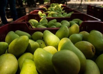 Producción de mango en Escuinapa se cae; proyectan cosecha del 20 por ciento
