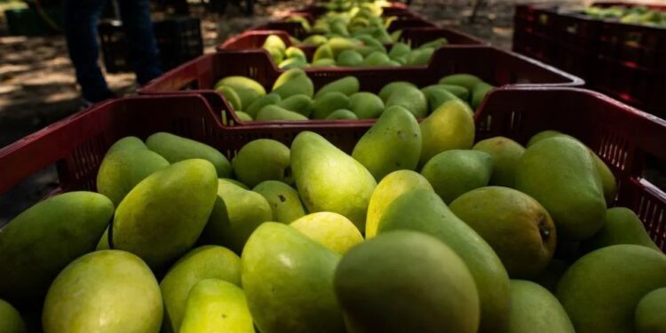Producción de mango en Escuinapa se cae; proyectan cosecha del 20 por ciento