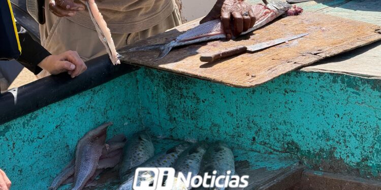 Pescas no repuntan en Playa Norte en Mazatlán