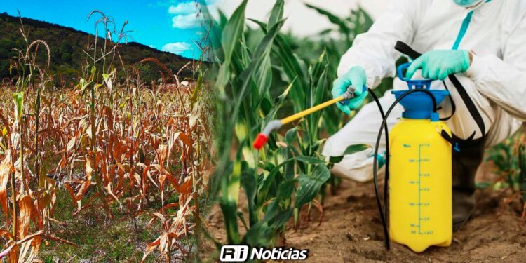 Plagas y baja producción, las afectaciones que deja el cambio climático en Sinaloa