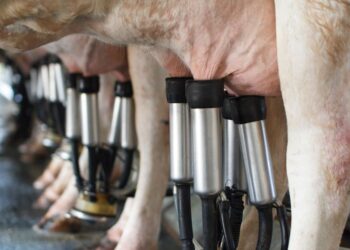 Ganaderos de Mazatlán podrían estrenar 30 nuevas ordeñadoras en mayo