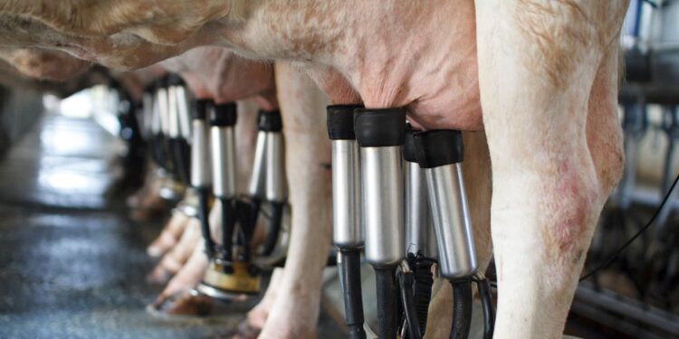 Ganaderos de Mazatlán podrían estrenar 30 nuevas ordeñadoras en mayo