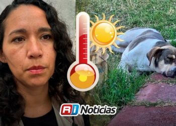 Reportan hasta 40 denuncias semanales por temas de bienestar animal en Mazatlán