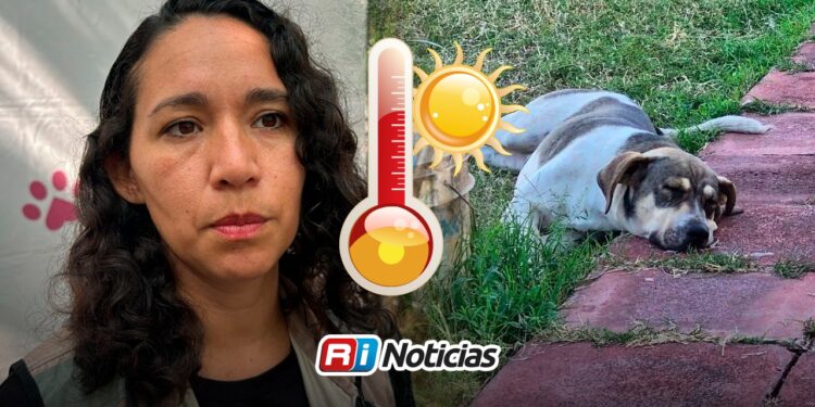 Reportan hasta 40 denuncias semanales por temas de bienestar animal en Mazatlán