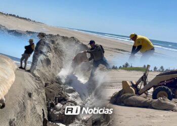 Moviliza hallazgo de ballena muerta en Playa El Caimanero