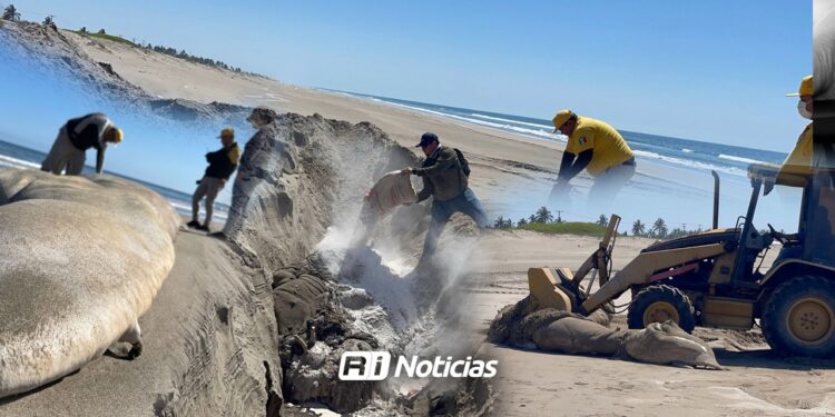 Moviliza hallazgo de ballena muerta en Playa El Caimanero