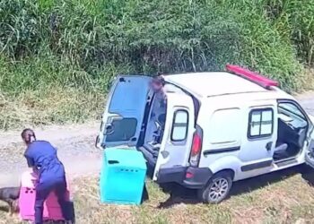 Captan a empresa rescatista de animales abandonando a 2 perritos en la vía pública | VIDEO