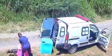 Captan a empresa rescatista de animales abandonando a 2 perritos en la vía pública | VIDEO