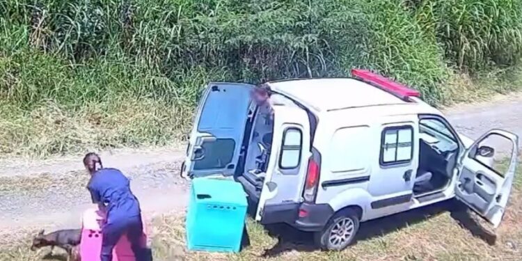 Captan a empresa rescatista de animales abandonando a 2 perritos en la vía pública | VIDEO