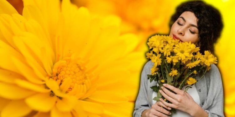 ¿Por qué se regalan FLORES AMARILLAS hoy 21 de marzo?