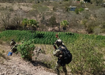Encuentran 7 plantíos de mariguana y destruyen precursores químicos en Sinaloa: Marina