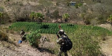 Encuentran 7 plantíos de mariguana y destruyen precursores químicos en Sinaloa: Marina