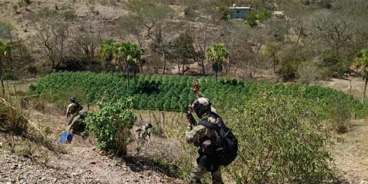 Encuentran 7 plantíos de mariguana y destruyen precursores químicos en Sinaloa: Marina