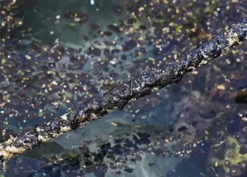 Ante derrame de hidrocarburo en Golfo de México crean sistema de alerta sobre contaminación marina