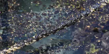 Ante derrame de hidrocarburo en Golfo de México crean sistema de alerta sobre contaminación marina