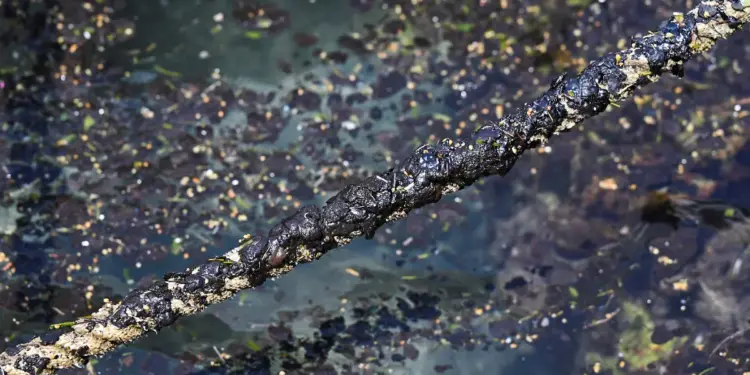 Ante derrame de hidrocarburo en Golfo de México crean sistema de alerta sobre contaminación marina