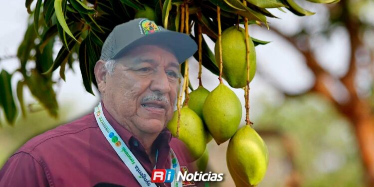 Floración de mango cae hasta 30% en el sur de Sinaloa por cambios en el clima
