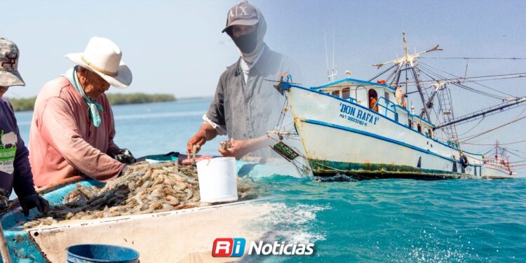 Sector camaronero enfrenta veda con presión en costos y mercado