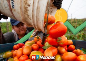 Jitomate por las nubes: el precio se multiplica antes de llegar a tu mesa