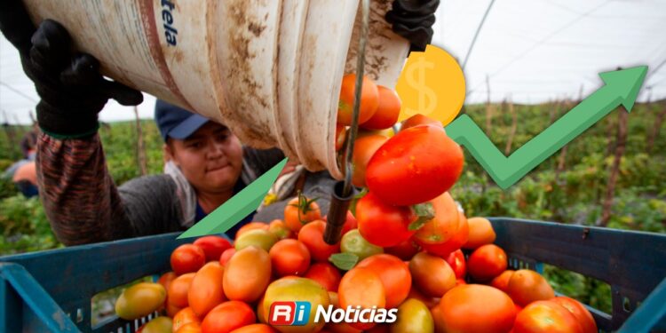 Jitomate por las nubes: el precio se multiplica antes de llegar a tu mesa