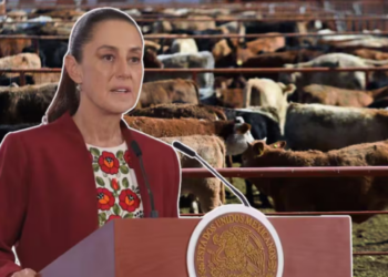 Pláticas con EEUU para abrir la frontera a importación de ganado mexicano “van muy avanzadas” y planta de mosca lista hasta junio: Sheinbaum