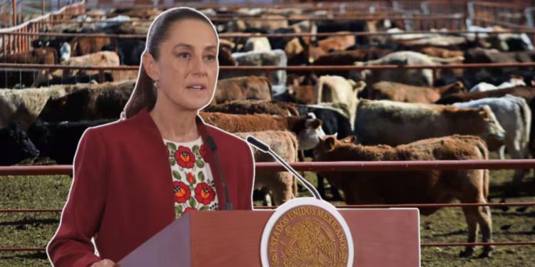 Pláticas con EEUU para abrir la frontera a importación de ganado mexicano “van muy avanzadas” y planta de mosca lista hasta junio: Sheinbaum
