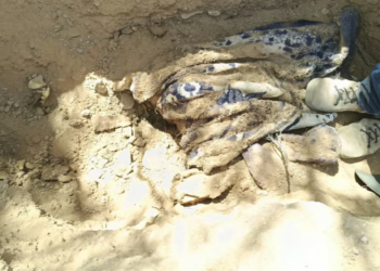 Localizan nueve fosas con más de 30 restos humanos en Sonora durante jornadas de búsqueda