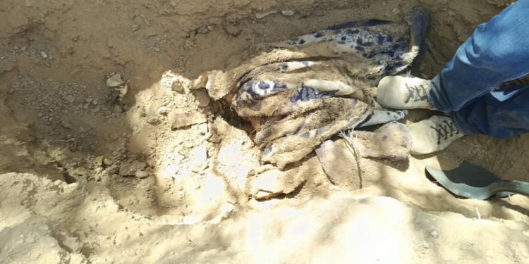 Localizan nueve fosas con más de 30 restos humanos en Sonora durante jornadas de búsqueda