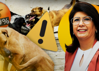 Senadora de Morena reconoce que sacrificó a 10 mil perros durante su gobierno en Tecámac