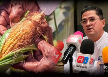 Precio del maíz en Sinaloa sube a 6 mil pesos por tonelada; sin rentabilidad para agricultores