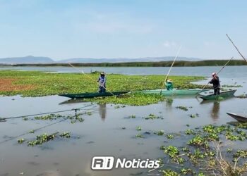 Lirio acuático afecta producción de camarón en lagunas de Mazatlán
