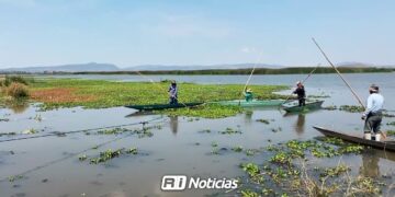 Lirio acuático afecta producción de camarón en lagunas de Mazatlán