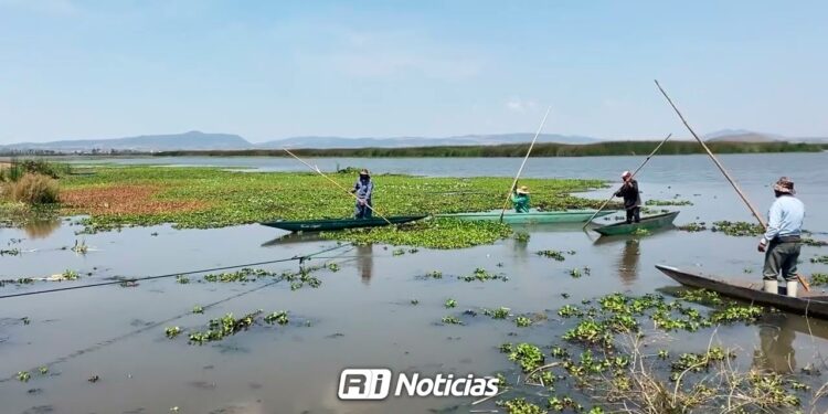 Lirio acuático afecta producción de camarón en lagunas de Mazatlán