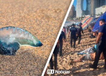 Aumentan atenciones por picaduras de medusa en playas de Mazatlán