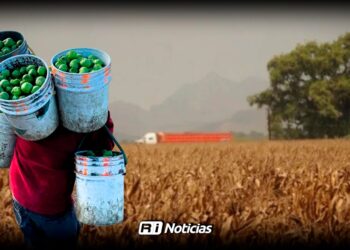 Inseguridad y falta de recursos provocan abandono de parcelas en Sinaloa