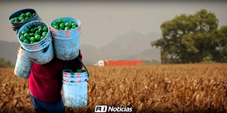 Inseguridad y falta de recursos provocan abandono de parcelas en Sinaloa