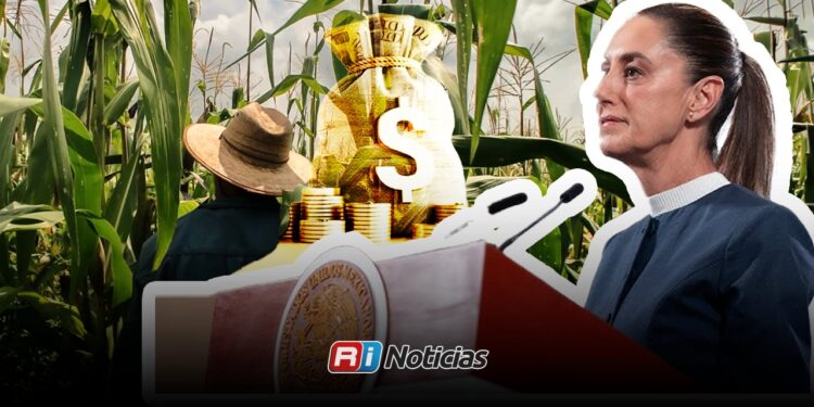 Sheinbaum autoriza pago pendiente a productores de maíz en Sinaloa