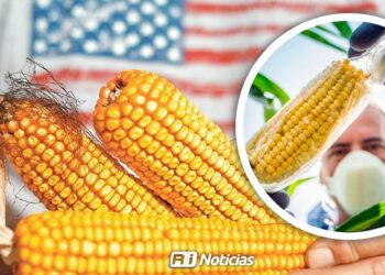 Salud pública en riesgo por importación de granos transgénicos: Advierte la CNC